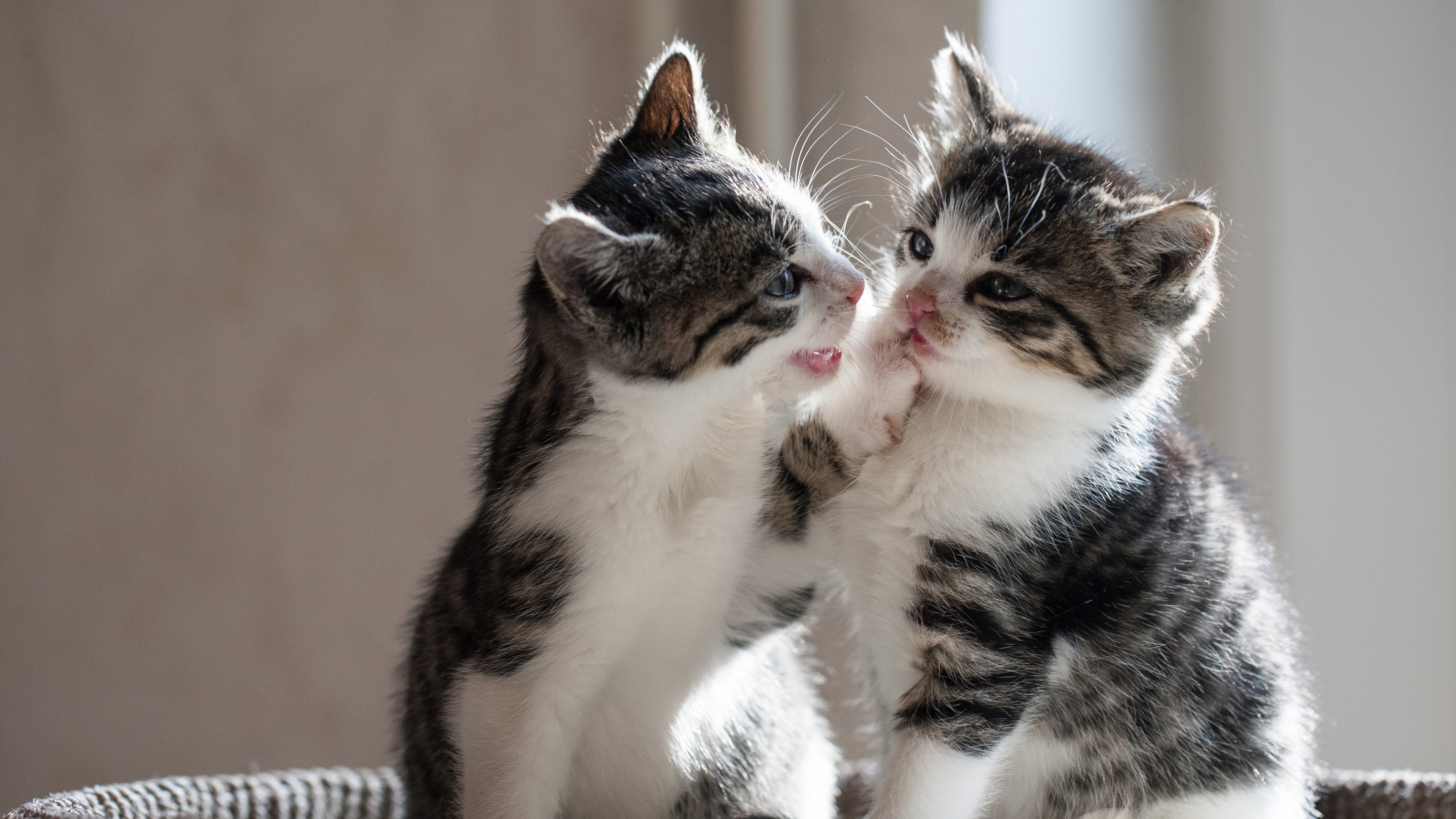 情侣黑猫白猫图像图片