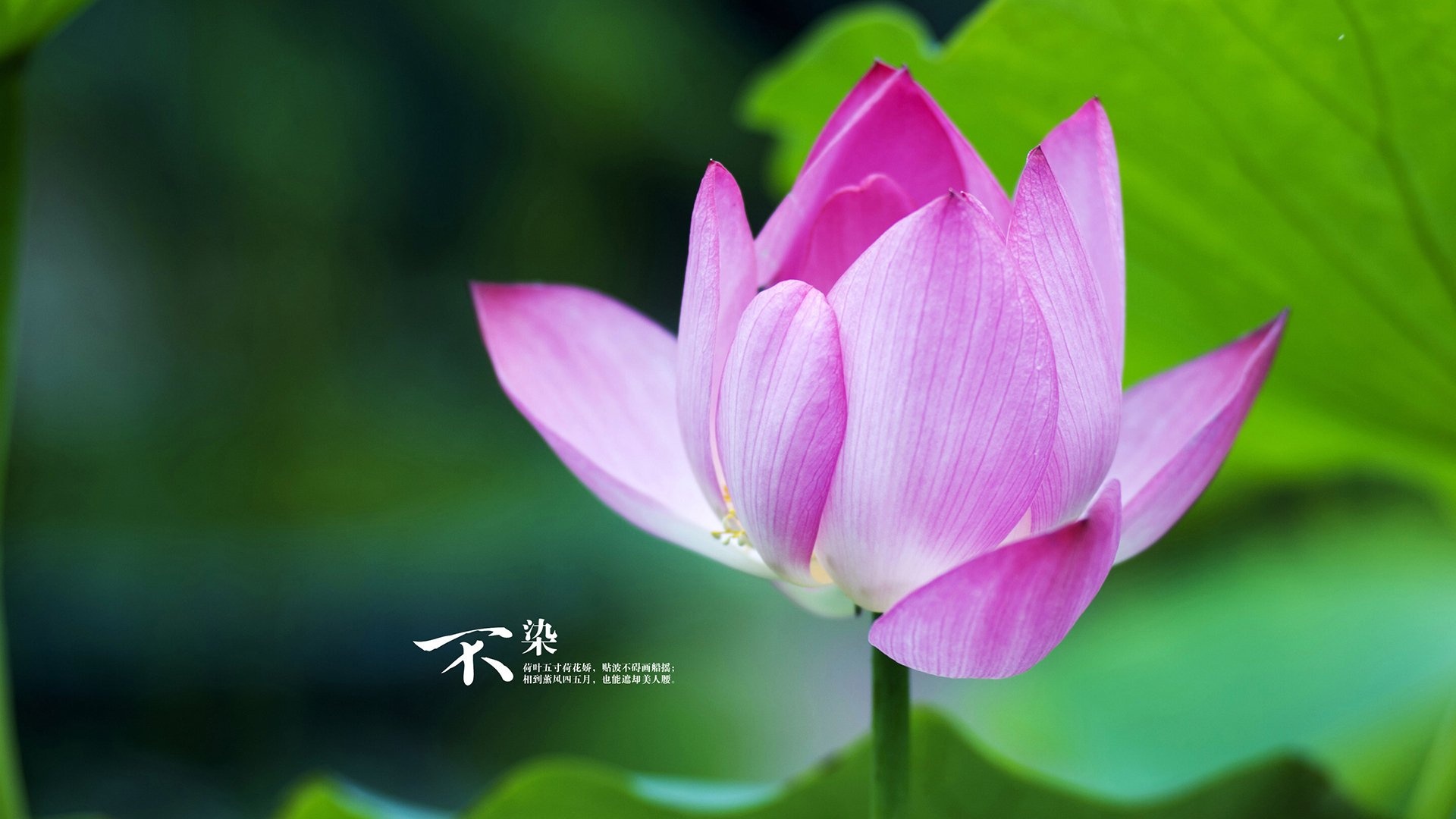 文字 荷花 文字控壁纸