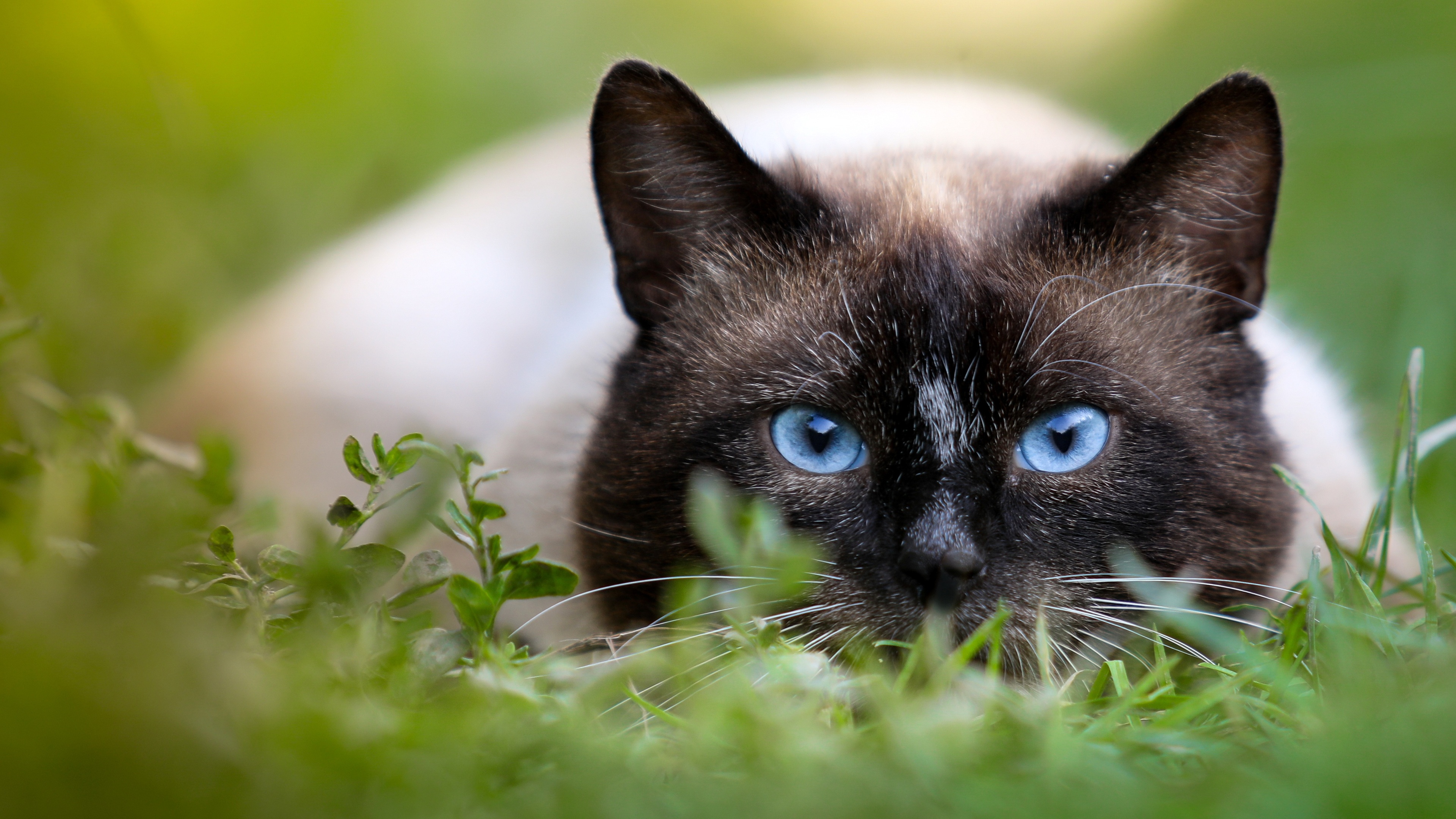 猫 绿色草地 蓝色眼睛的猫4K壁纸壁纸