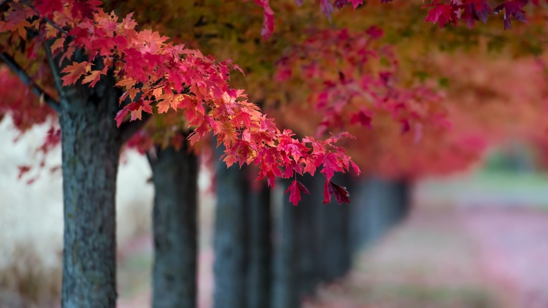 秋天红枫枫树风景大片壁纸 风景静态壁纸 静态壁纸下载 元气壁纸