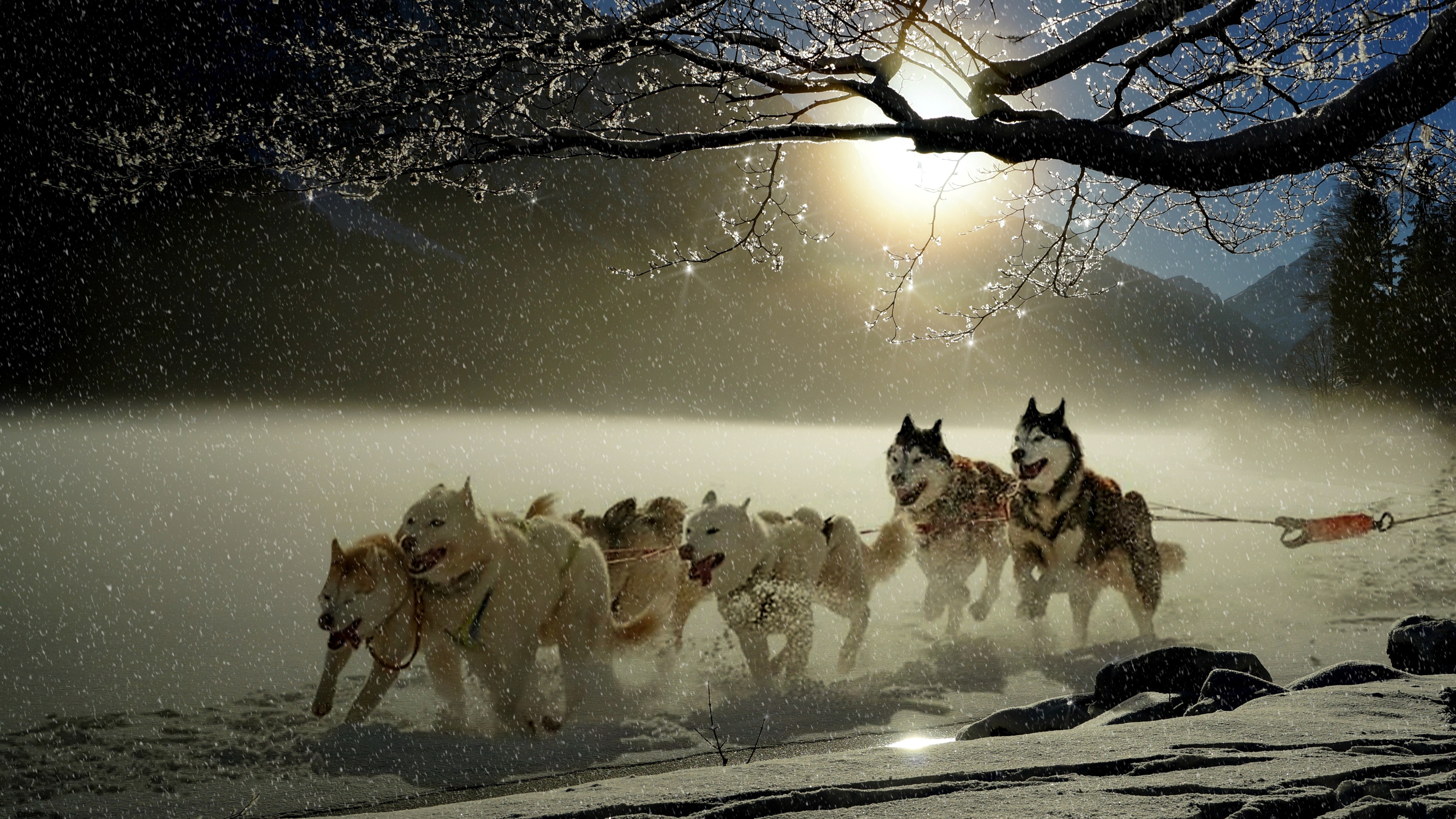 狗 哈士奇 冬天 寒冬 雪 雪橇狗赛跑壁纸