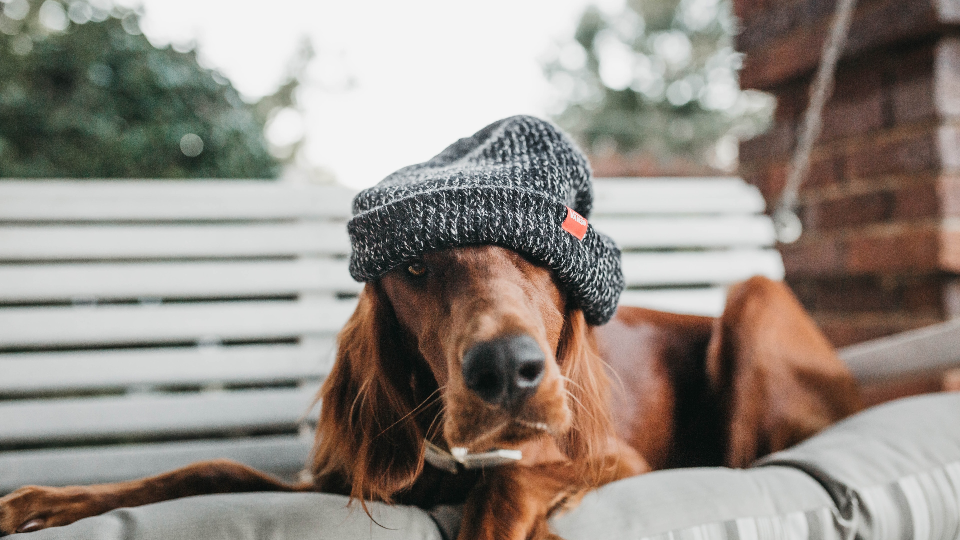 71m上传时间:2020-06-16壁纸标签:狗4k壁纸封面图狗壁纸【511】壁纸于