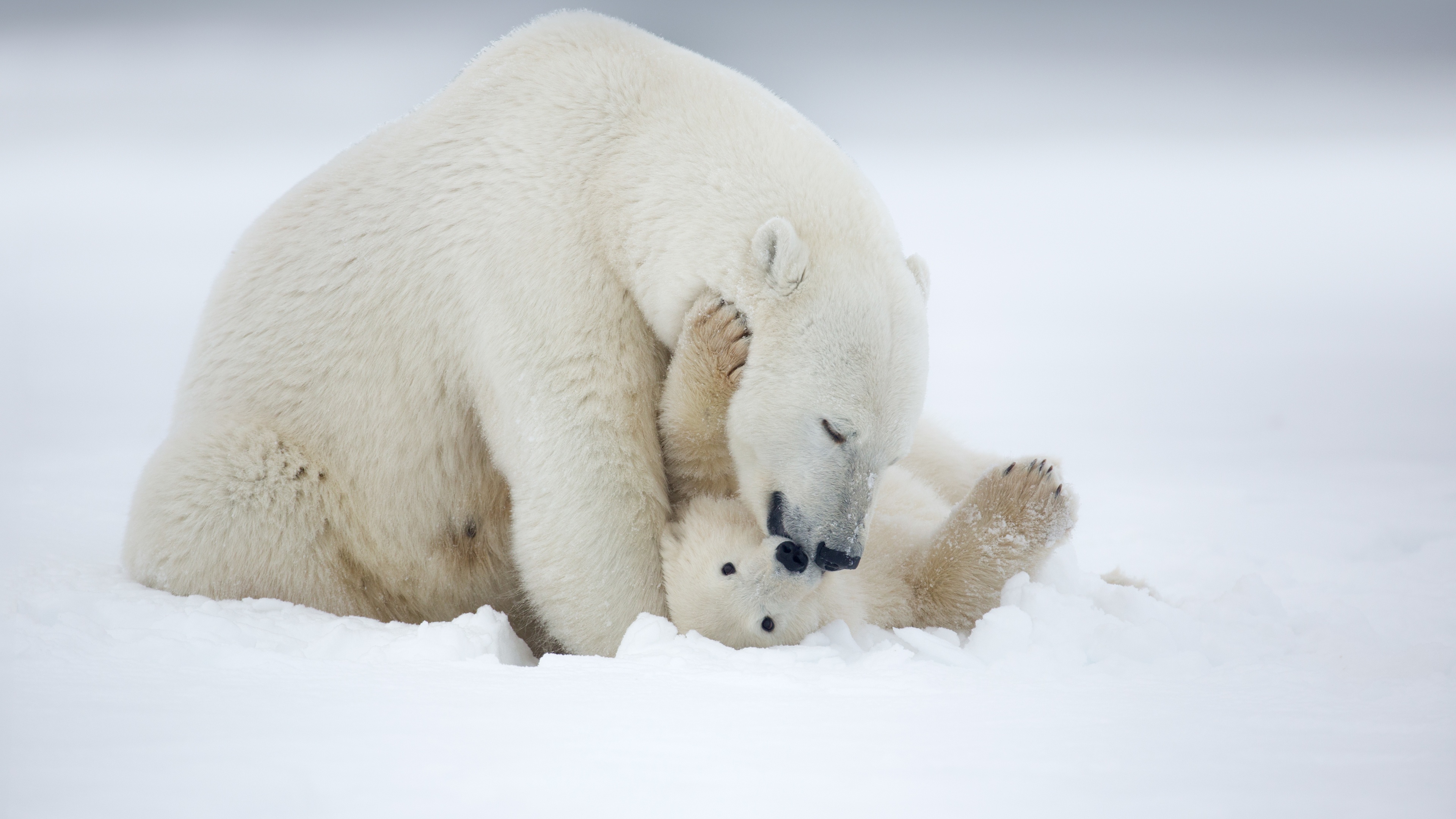 北极熊的萌照 全球变暖小可爱的未来让人担忧-搜狐大视野-搜狐新闻