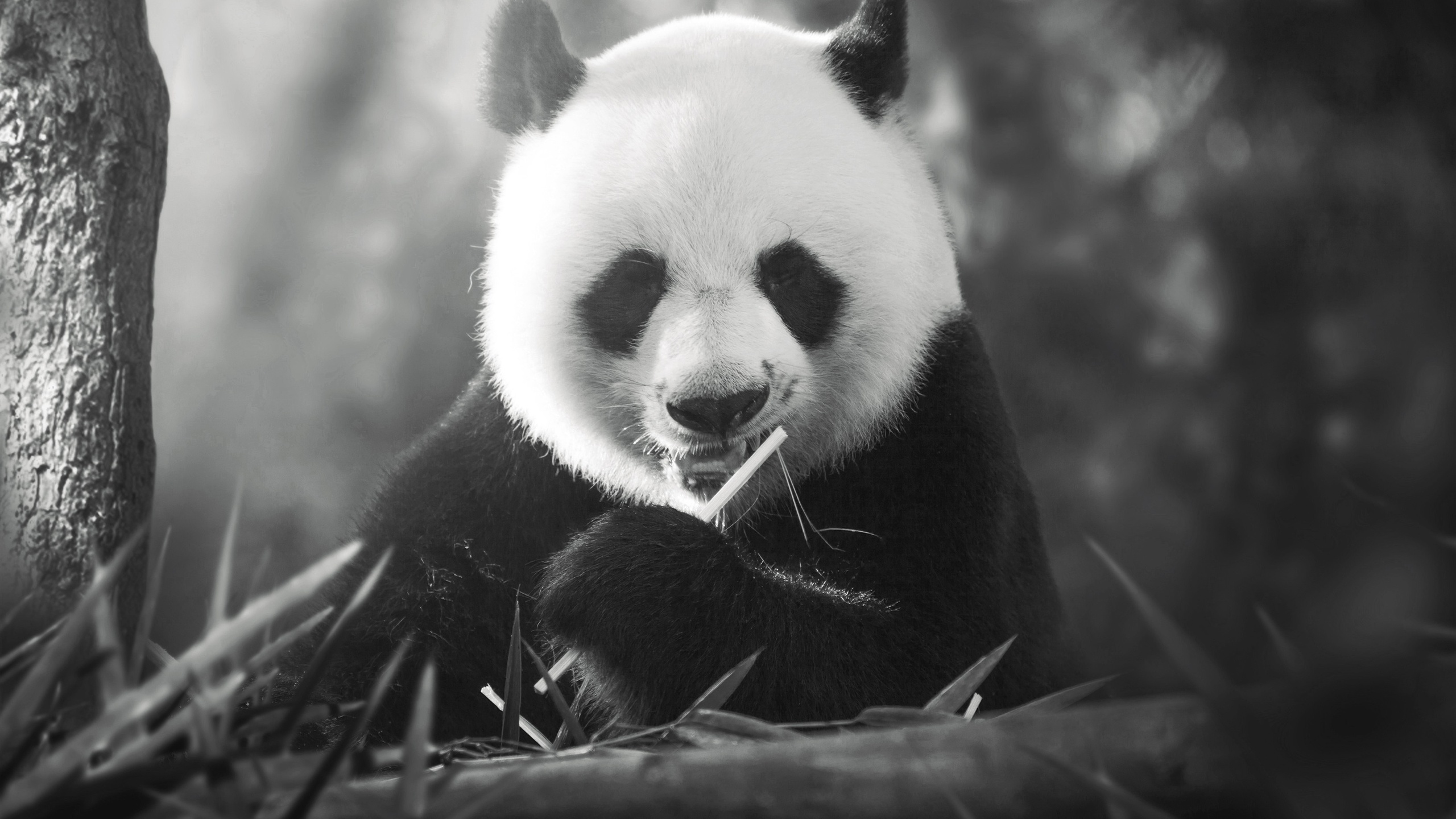 熊猫壁纸【3】
