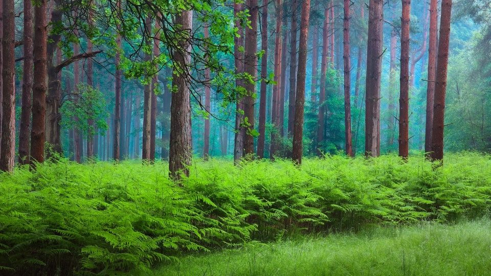 護眼森林樹木蕨菜霧自然風景桌面壁紙壁紙