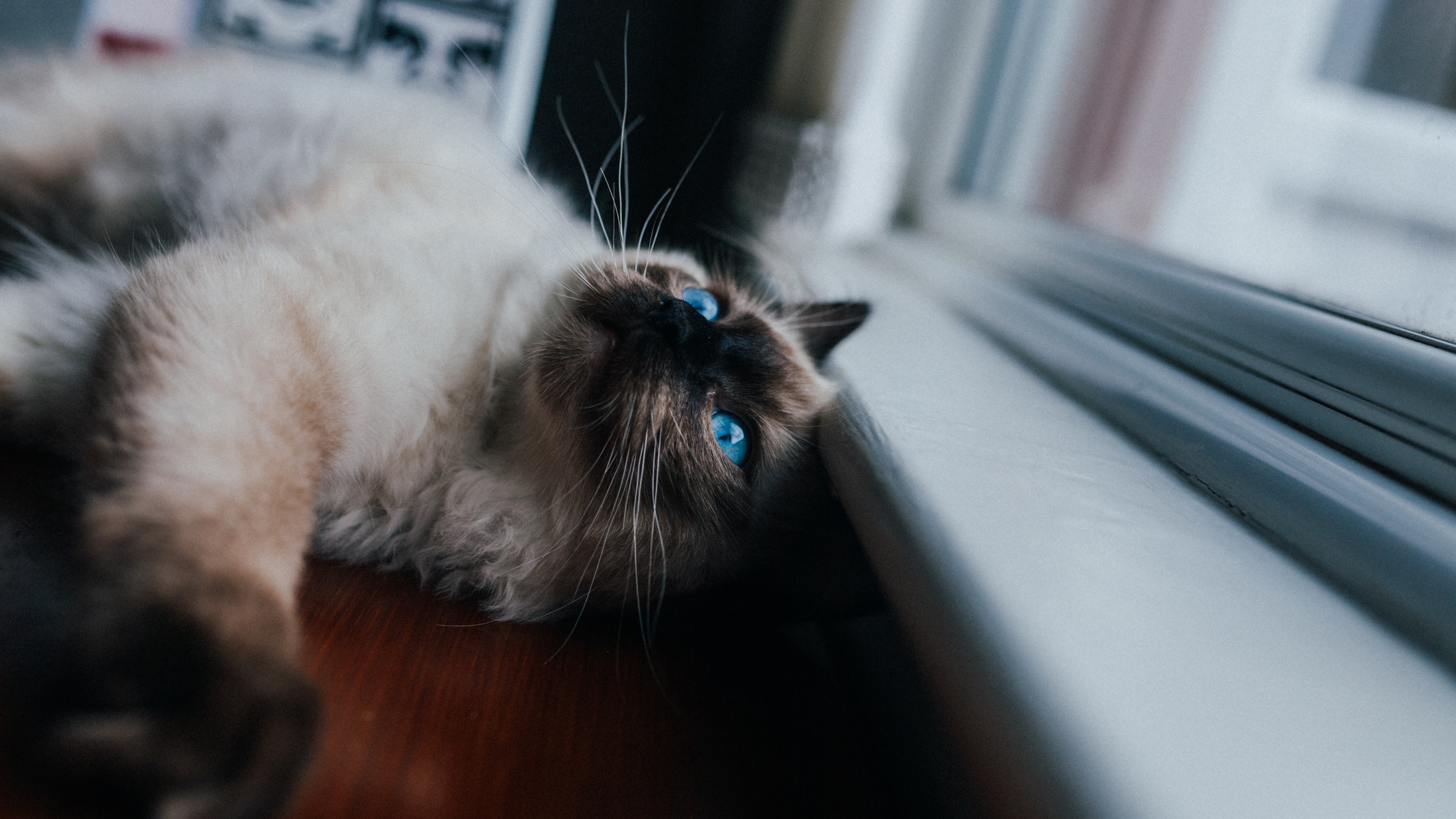 猫 pet壁纸【90】壁纸是一款电脑壁纸,属于动