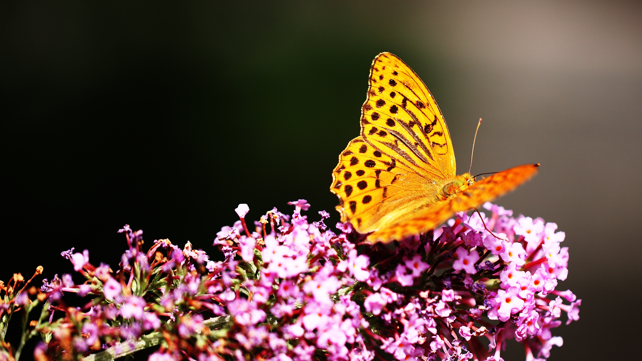 美丽的蝴蝶3440x1440壁纸壁纸