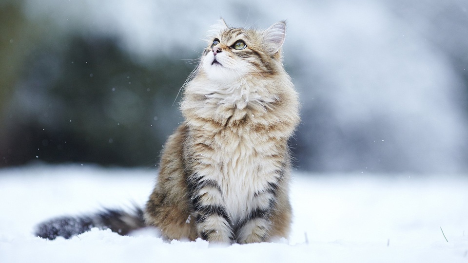 猫 喵星人 猫 可爱 古灵精怪 儿童桌面专用 萌宠动物壁纸