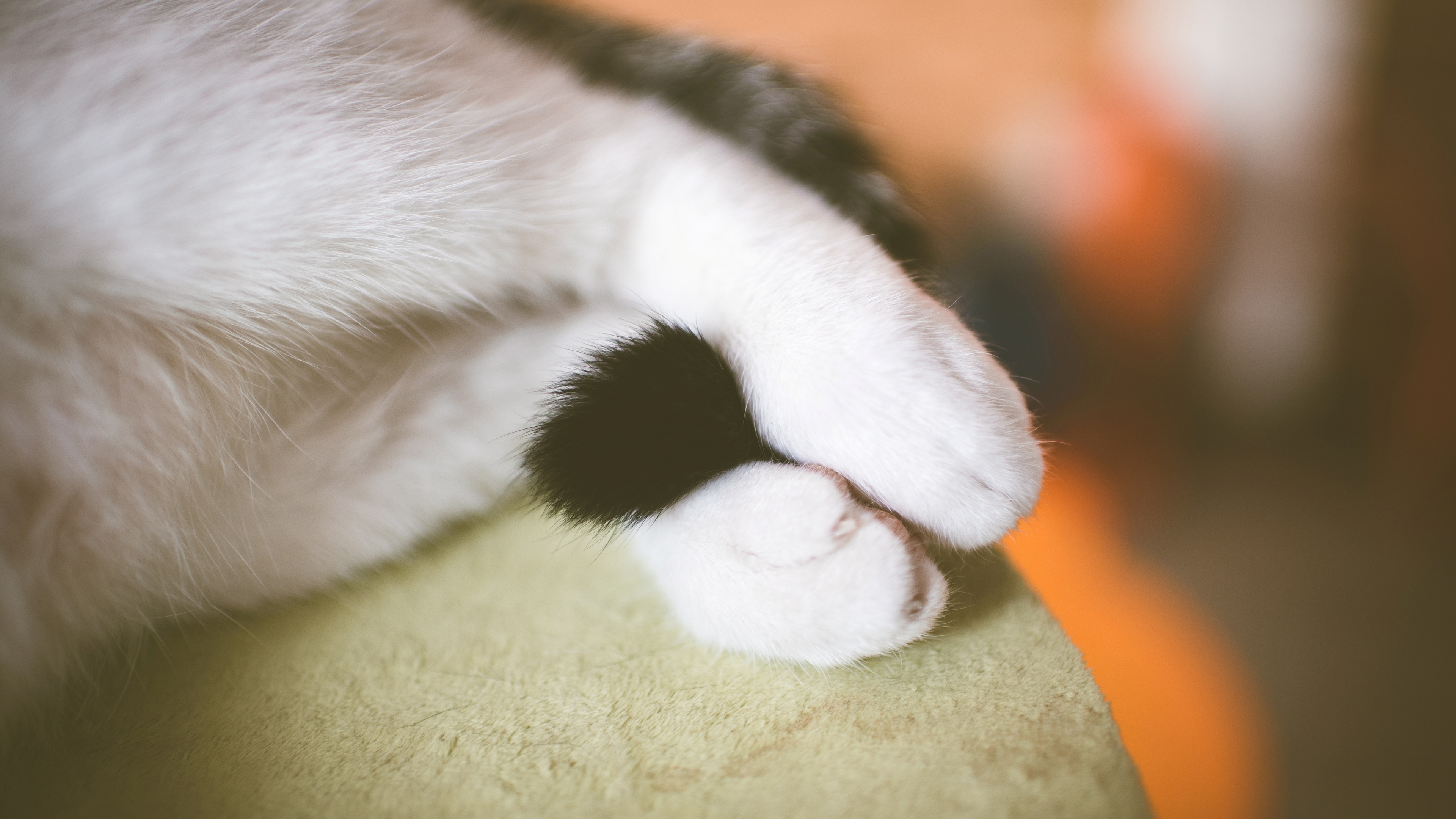 一只可爱的灰色小猫挥舞着爪子免抠PNG素材