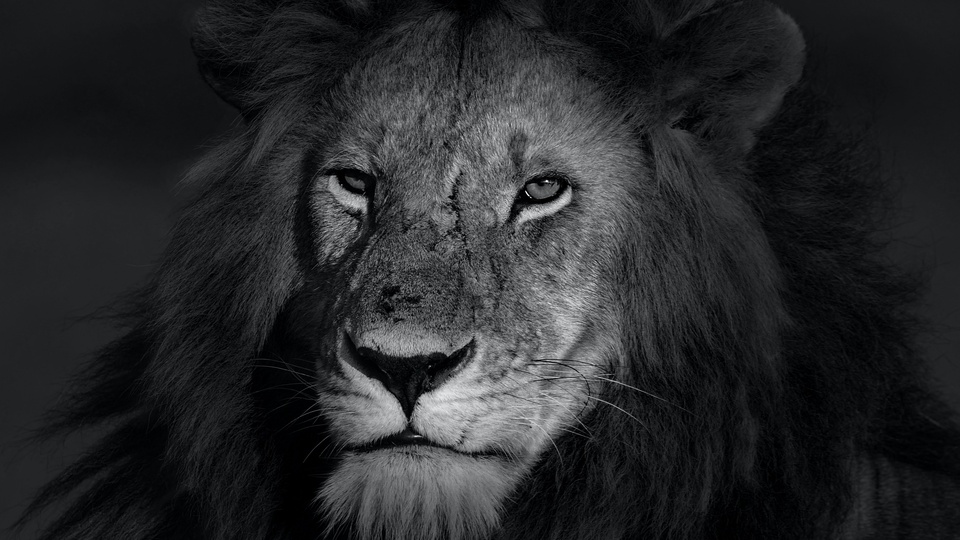 狮子壁纸181