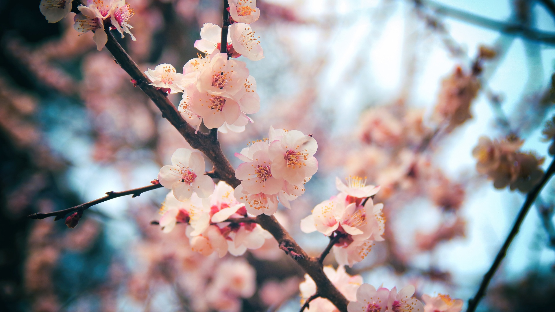 缤纷多彩 樱花盛开5k图片壁纸