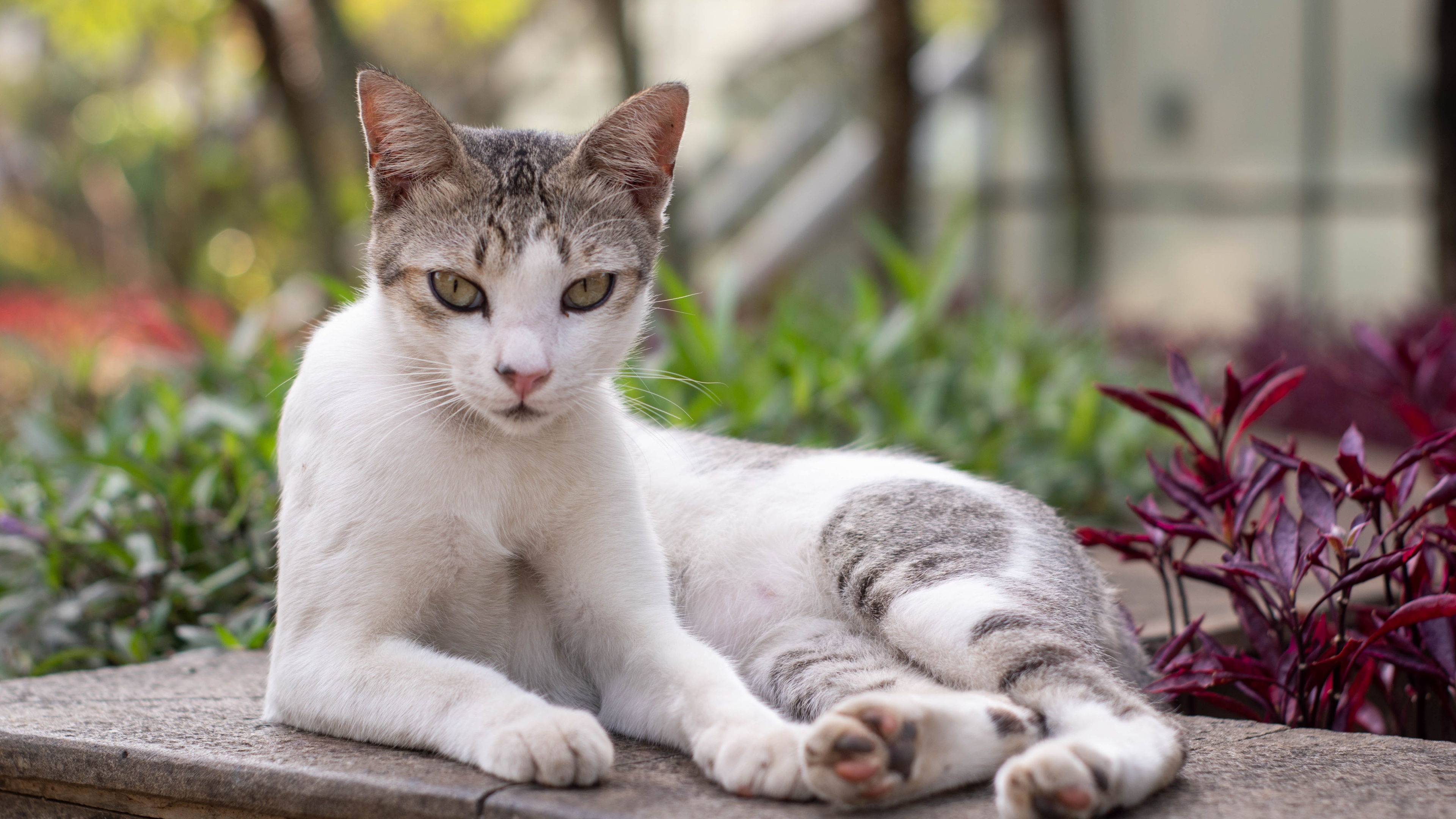 猫咪壁纸横版图片