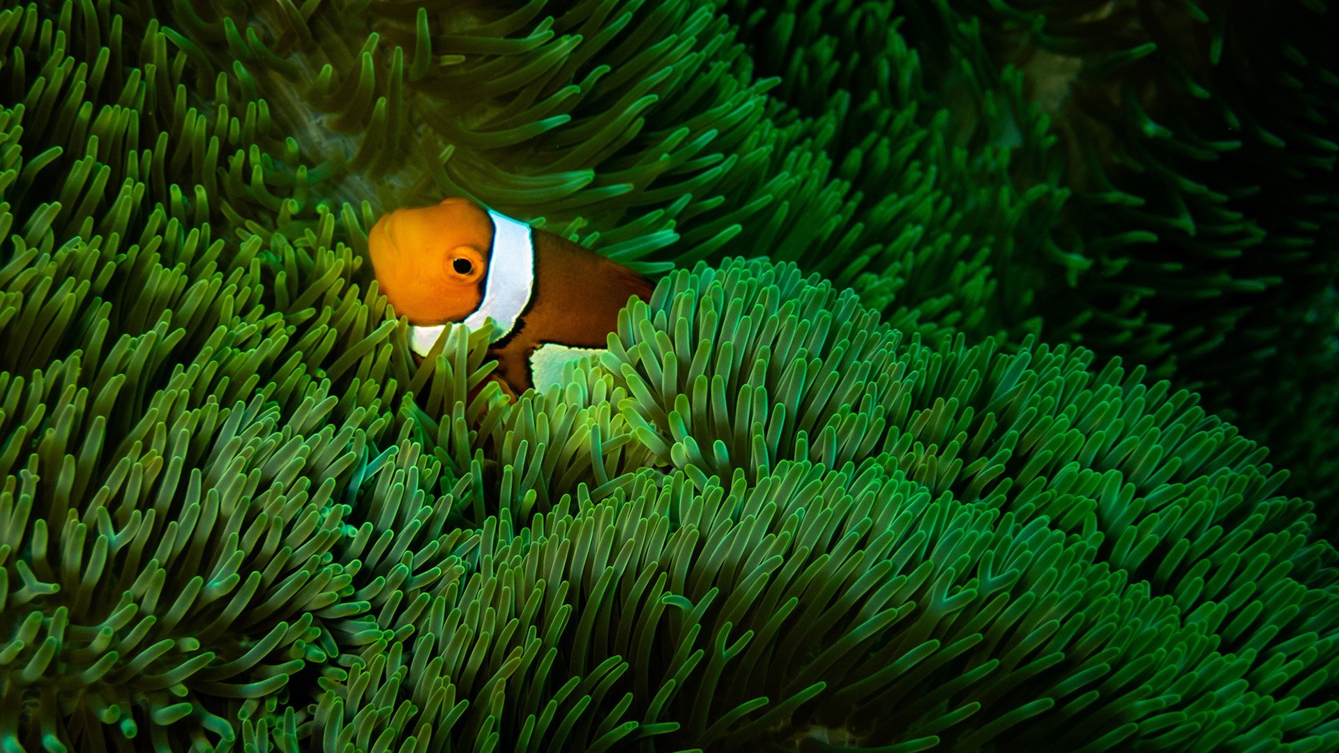 海底世界的鱼形态各异图片