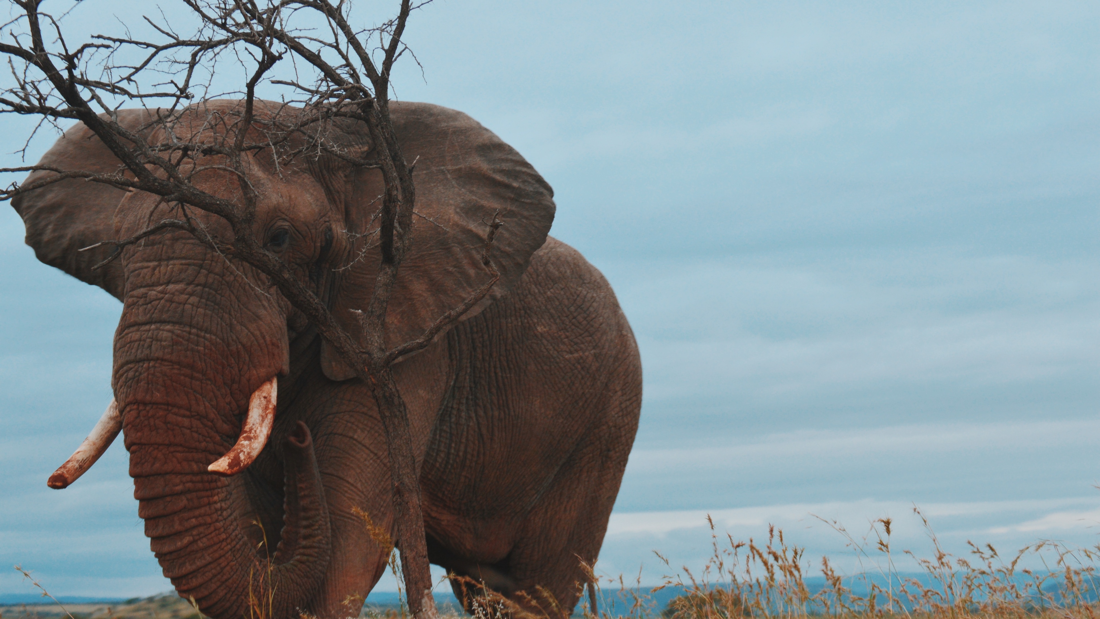 大象壁纸【60】