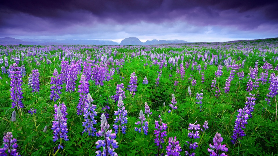 花草树木冰岛风景羽扇豆山天空自然桌面壁纸壁纸