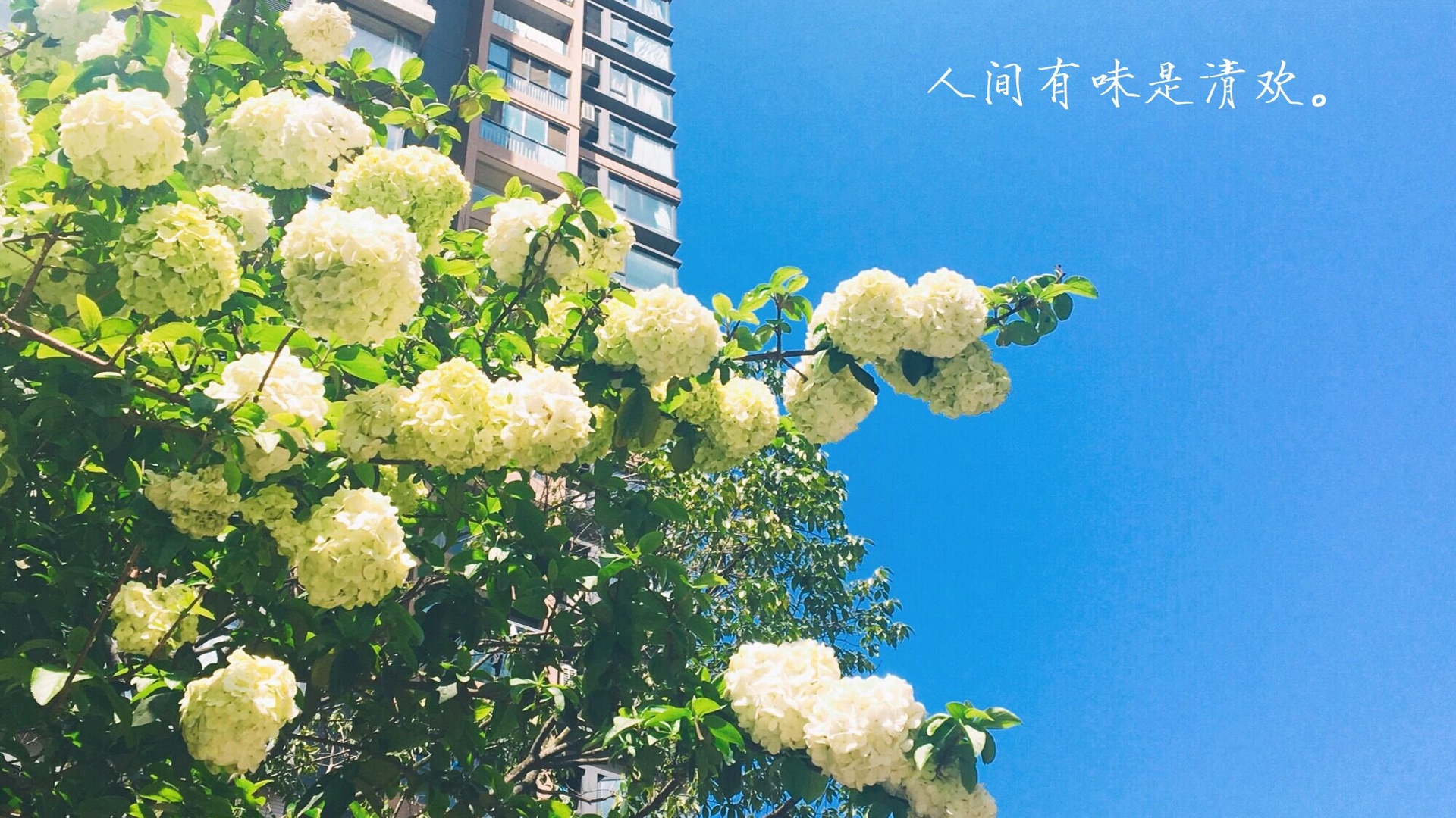 文字 伤感 琼花 文字控壁纸