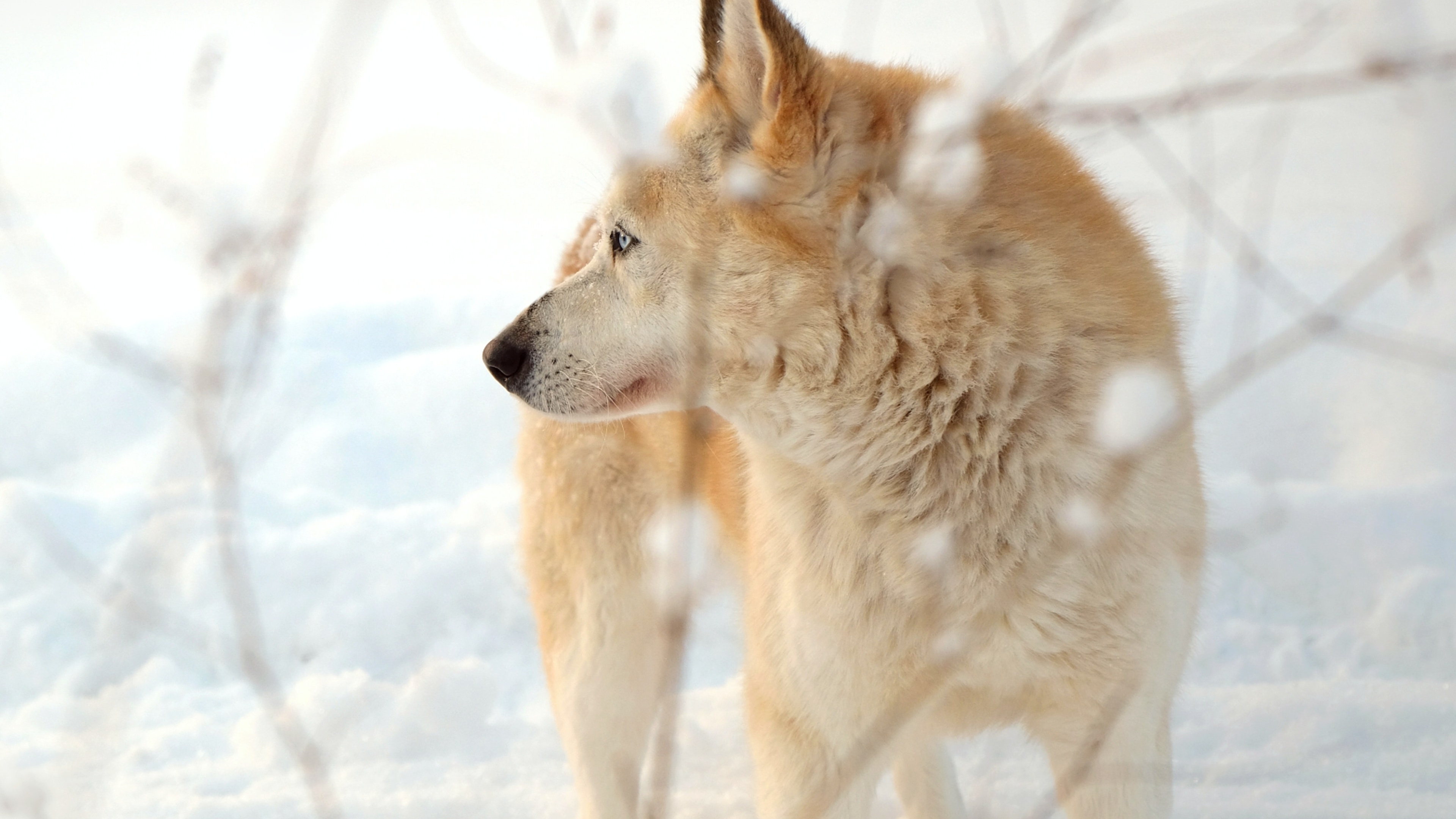 狗壁纸【616】(动物静态壁纸) - 静态壁纸下载 - 元气壁纸