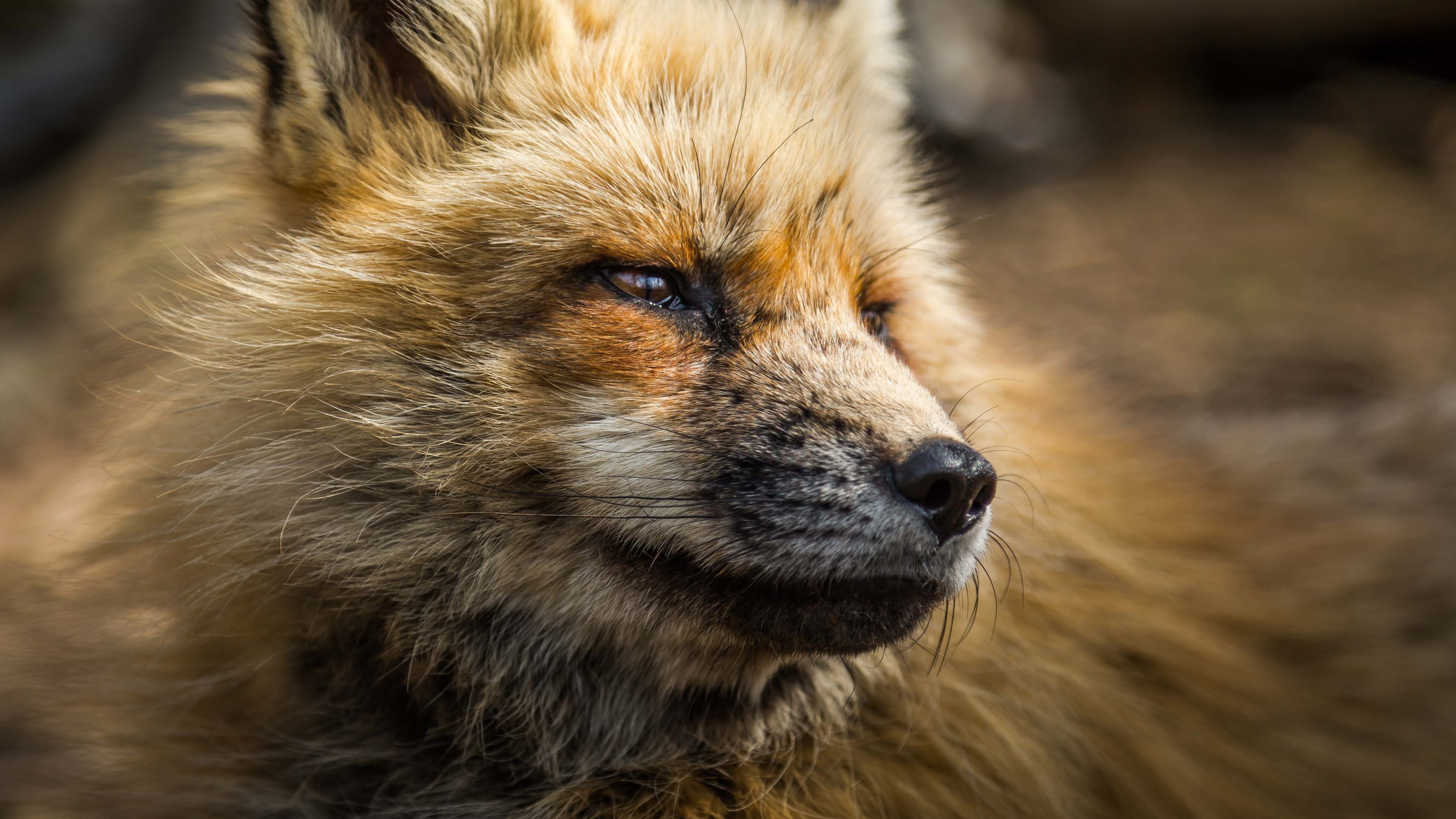 狐狸 arctic fox壁纸【10】