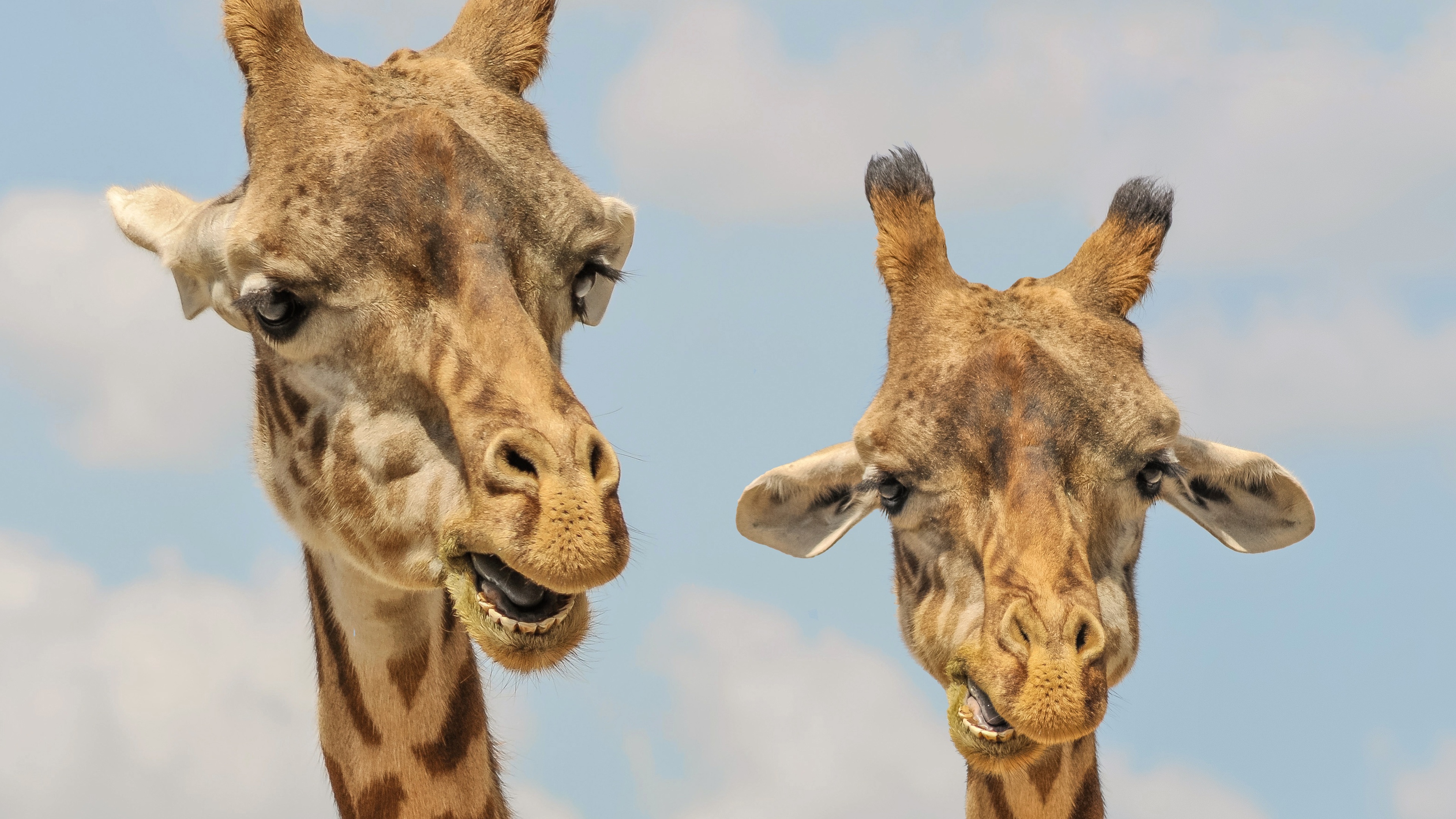 下载手机图片:动物, 长颈鹿，免费22253。