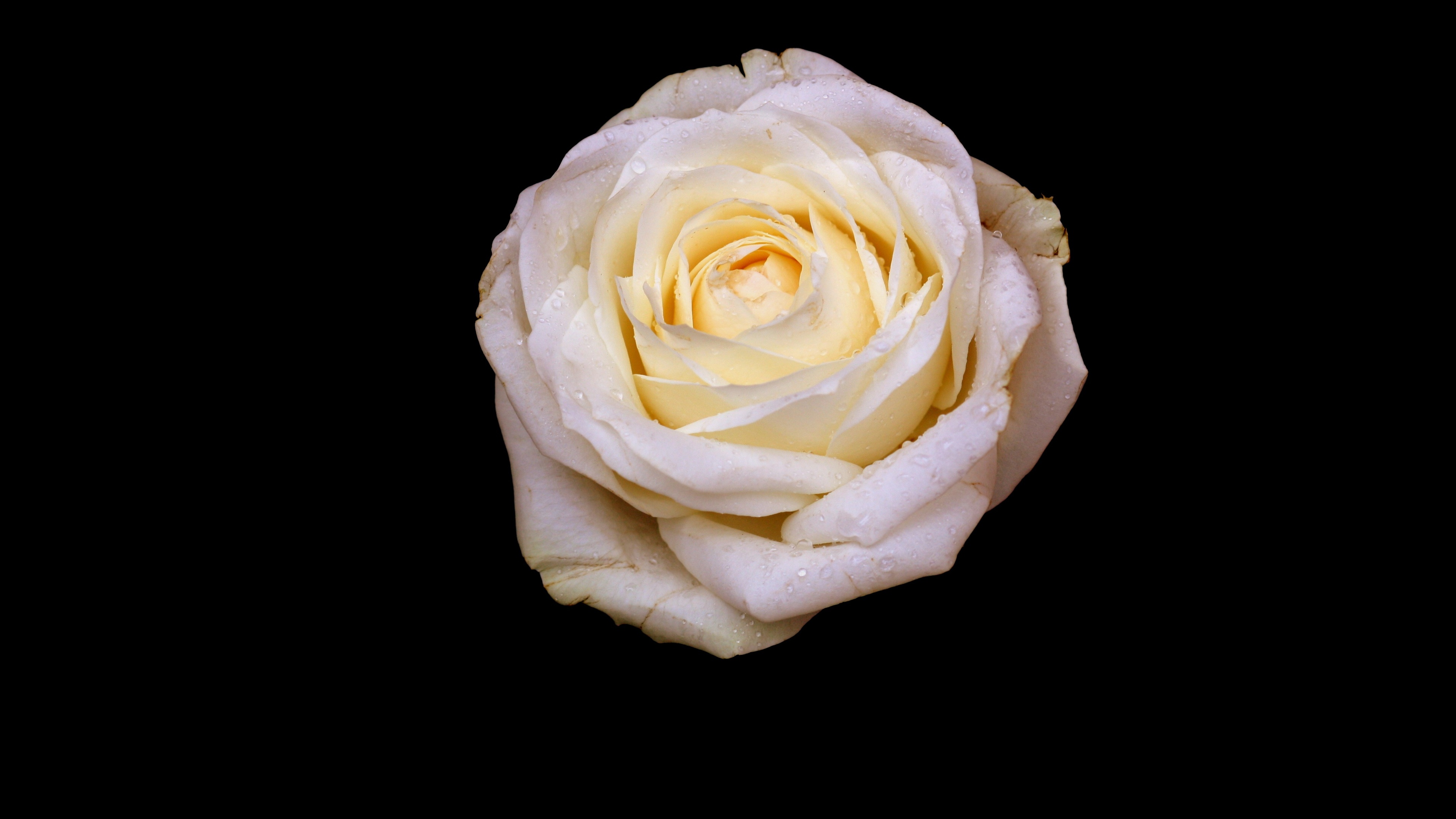 壁纸 : 玫瑰, 芽, 花瓣, 光, 黑色背景 1680x1050 - goodfon - 690631 - 电脑桌面壁纸 - WallHere 壁纸库