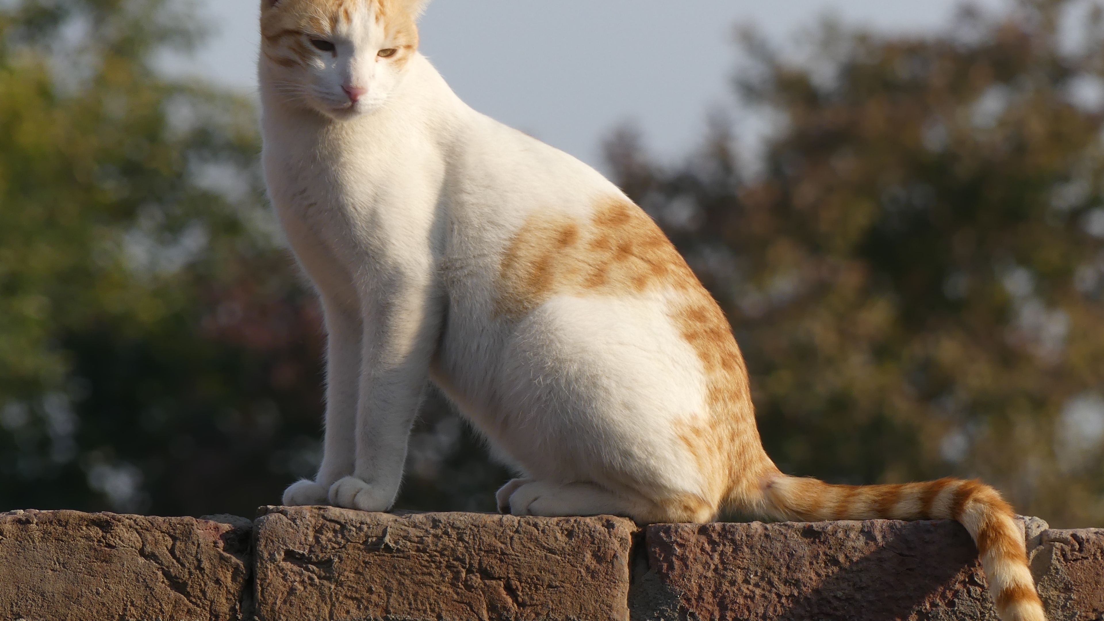 袋鼠壁纸【13】