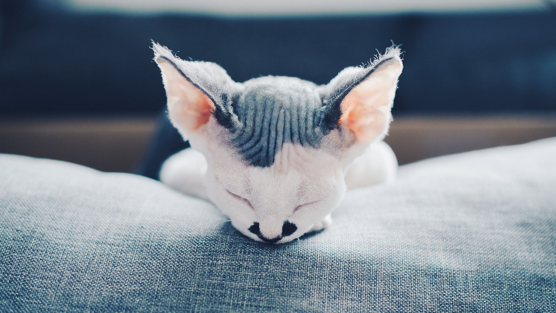 猫 pet壁纸【222】