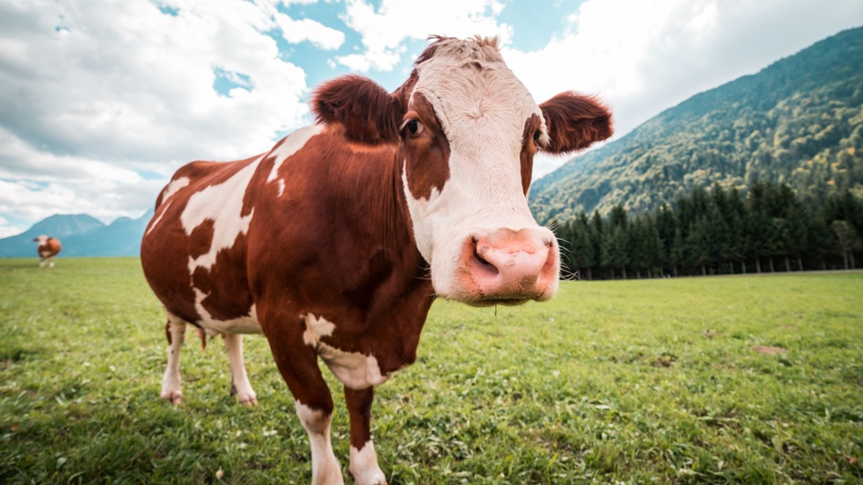 棕色和白色的牛 牧场4k高清图片壁纸(动物静态壁纸) - 静态壁纸下载