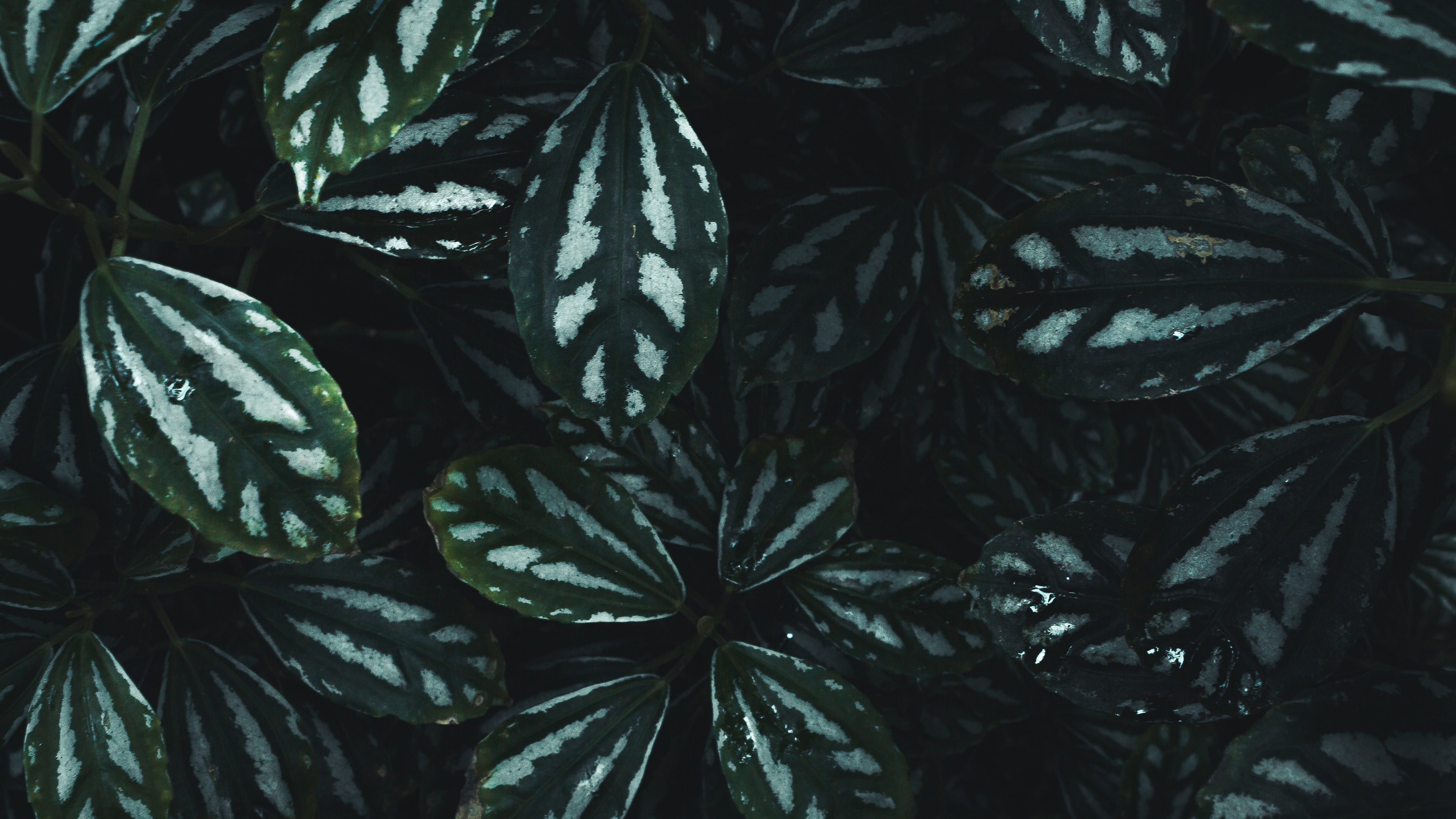 绿色自然景观壁纸