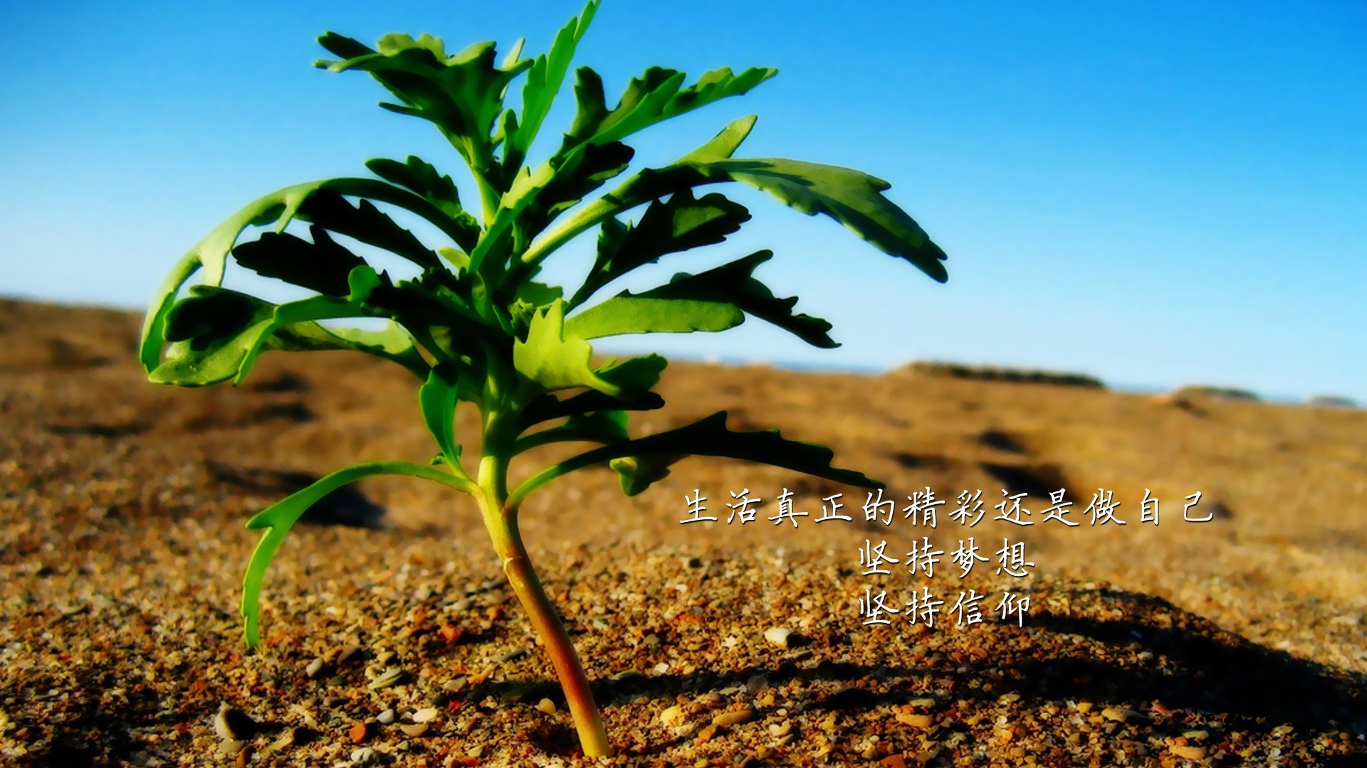 文字 沙漠 植物 梦想 信仰 文字控壁纸