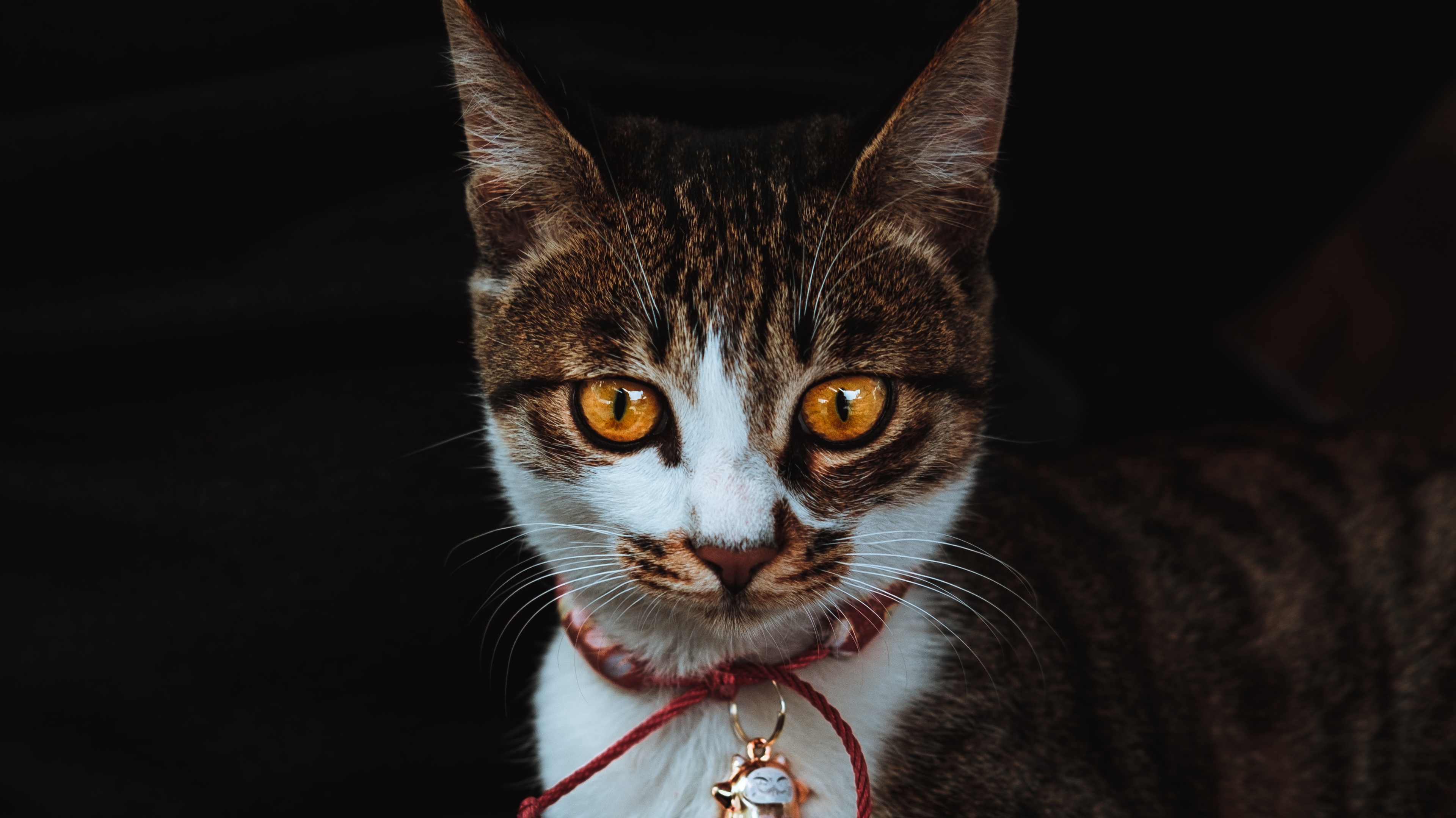 23m上传时间:2020-06-16壁纸标签:猫4k壁纸封面图猫壁纸【574】壁纸于