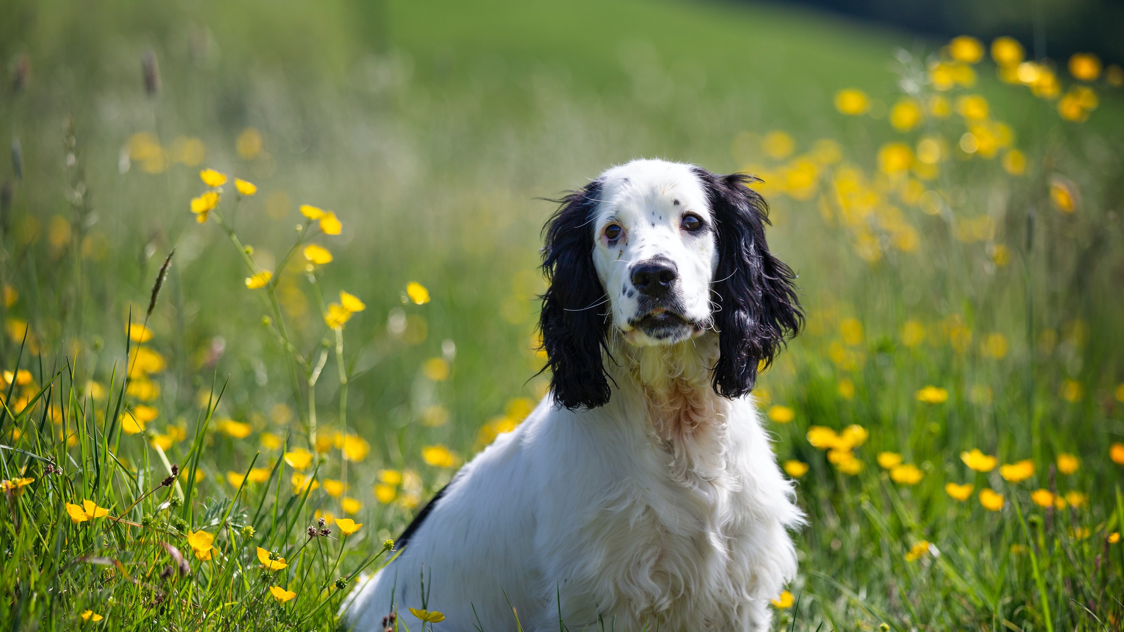 狗壁纸【1469】(动物静态壁纸) - 静态壁纸下载 - 元气壁纸
