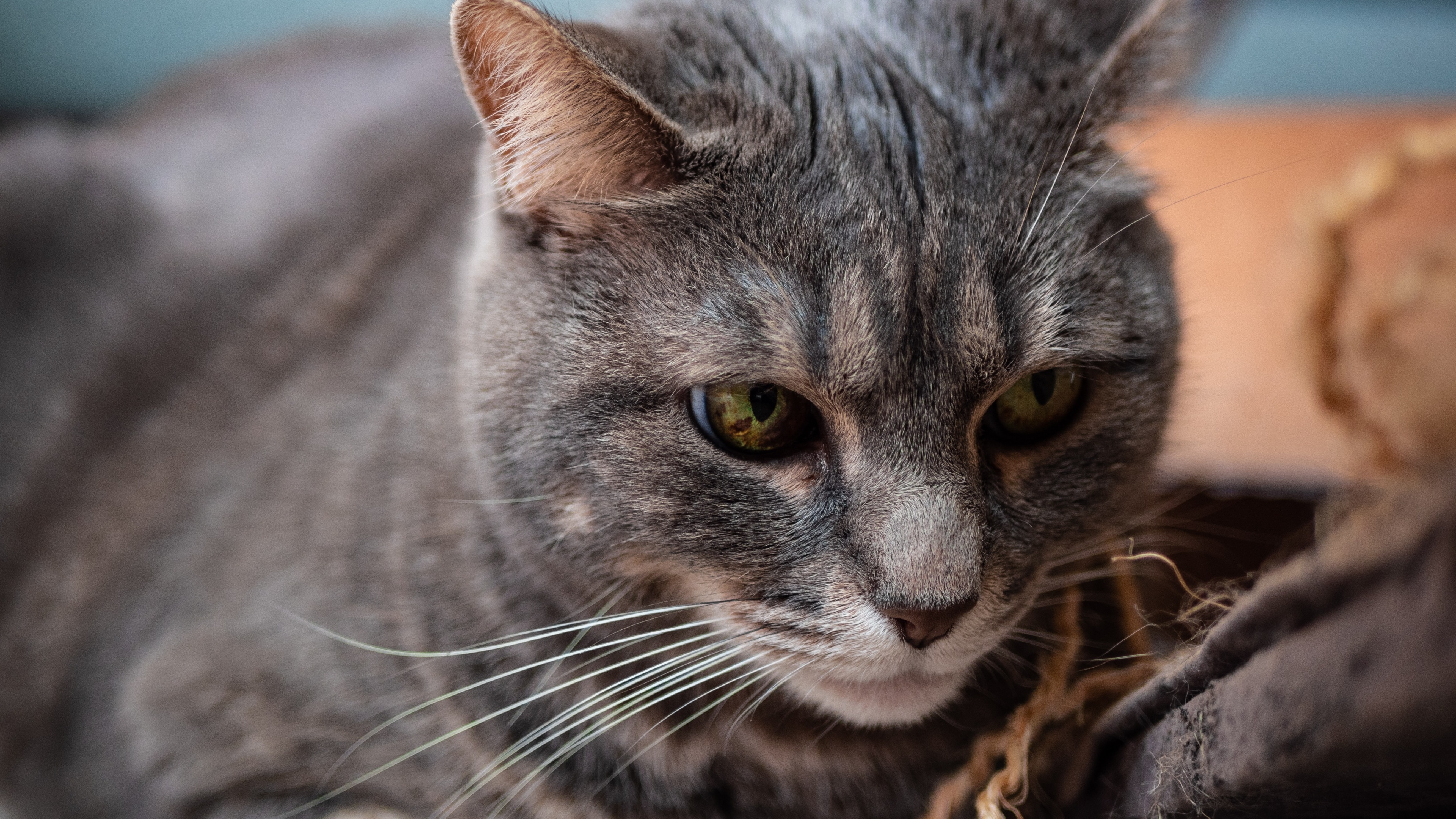 猫壁纸【553】(动物静态壁纸) - 静态壁纸下载 - 元气壁纸