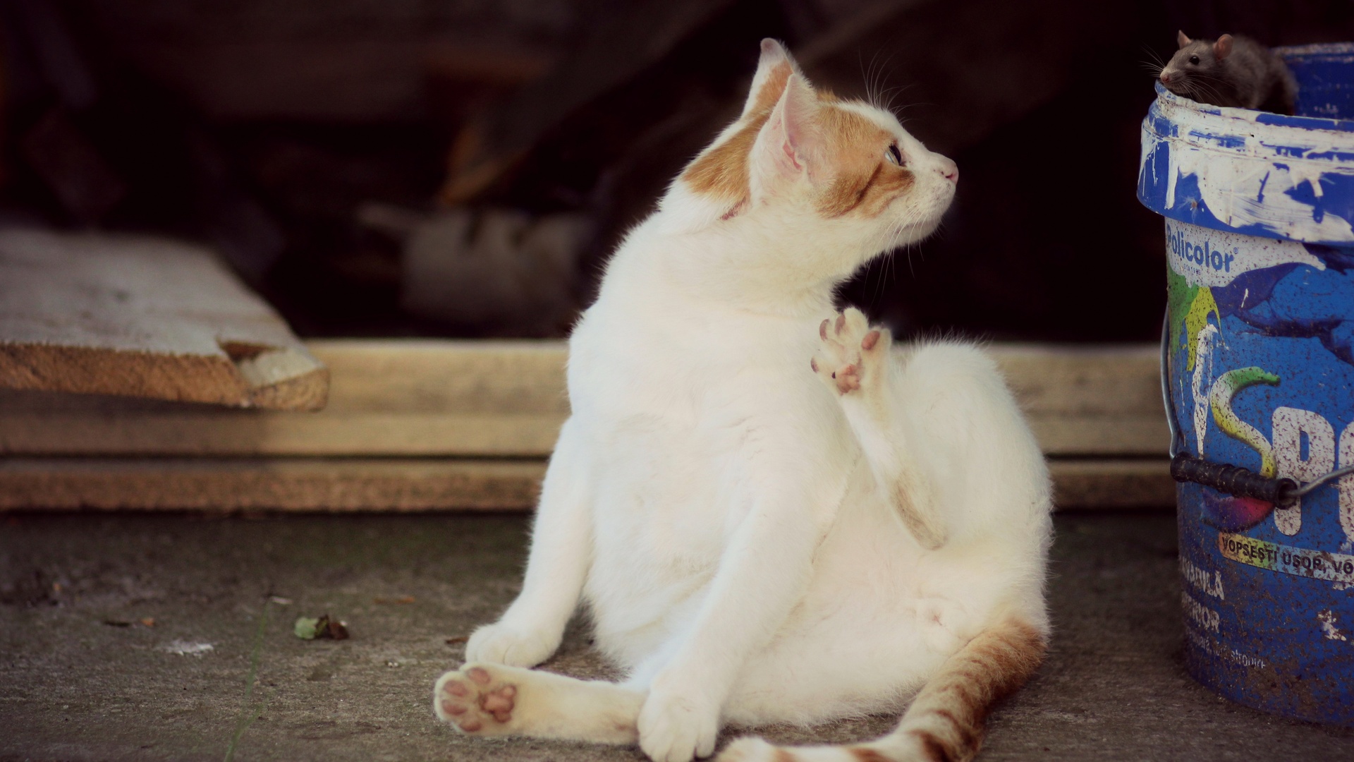 昏暗老旧棚舍角落中，白橘相间的家猫与停在蓝色油漆桶边缘的灰色小鼠，背景为粗糙的户外水泥地面。