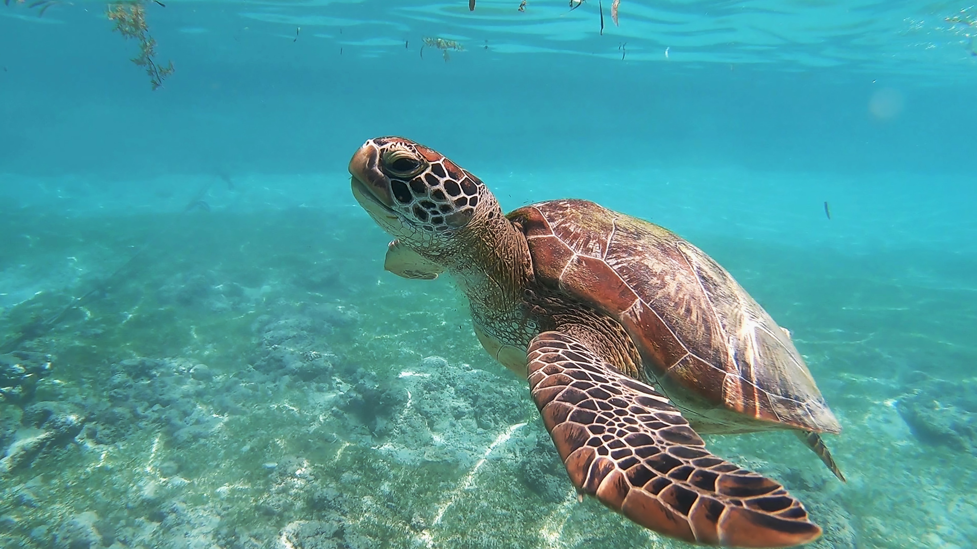 龟海洋生物壁纸