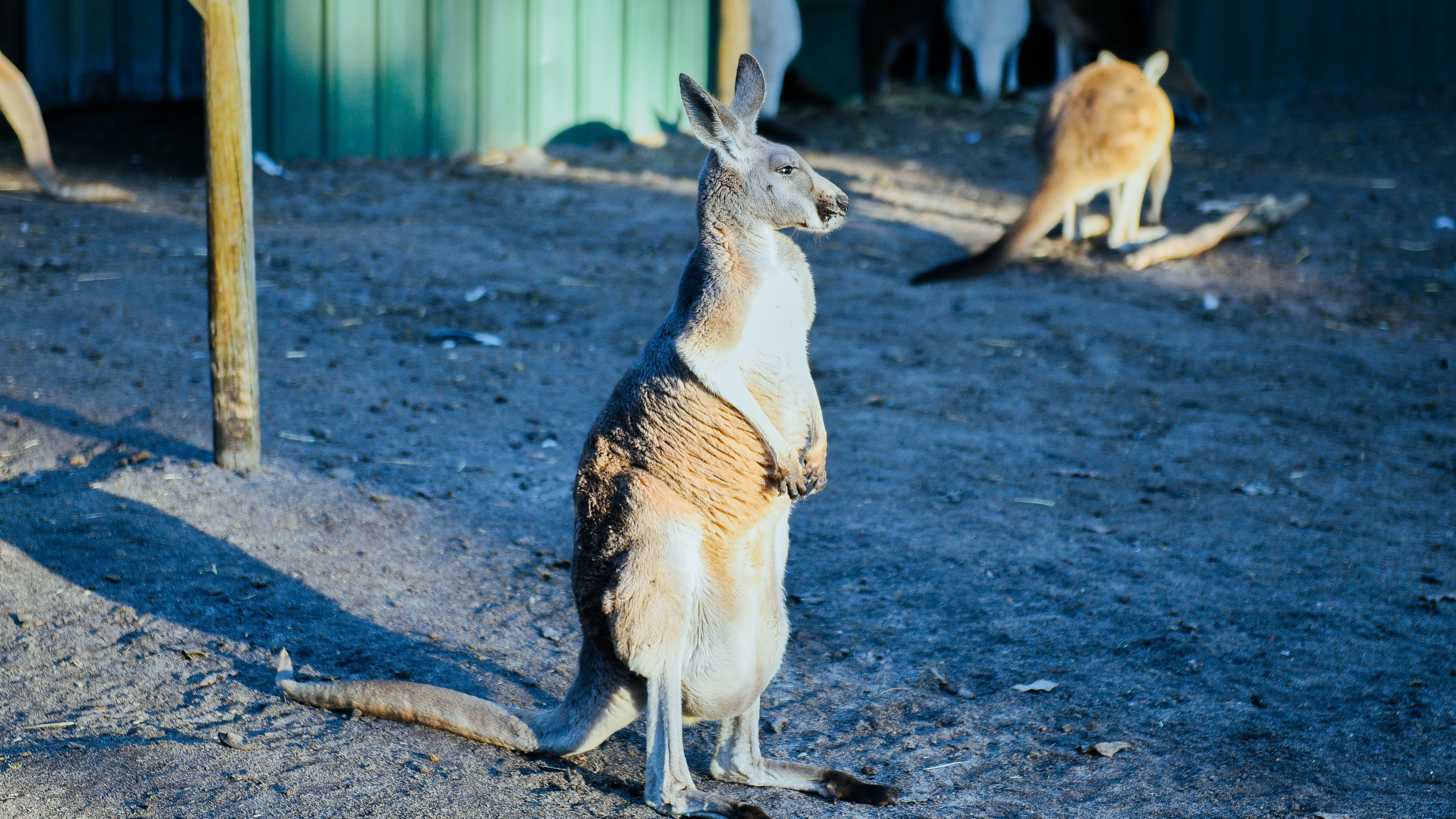 袋鼠壁纸【24】