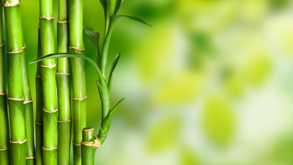 护眼 竹子绿色清新4k背景图片壁纸(小清新静态壁纸) - 静态壁纸下载