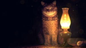 台灯旁的猫咪