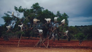 树上的山羊