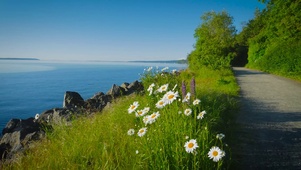 湖边野菊花