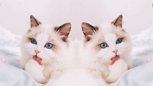 布偶猫