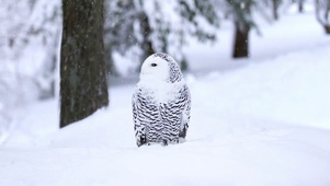 雪鸮