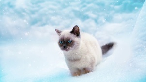 雪中的瞿罗猫