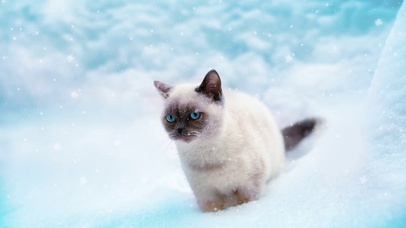 雪中的瞿罗猫