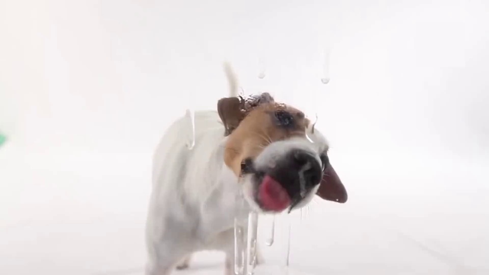 纯白背景影棚内，一只白棕相间的小型犬正张嘴伸舌舔舐面前的水滴。