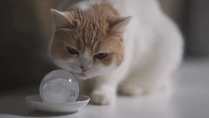 小猫咪