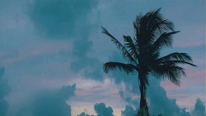 椰子树