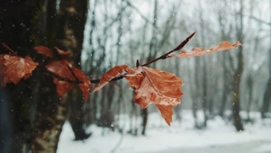 Snowy Leaf 4k
