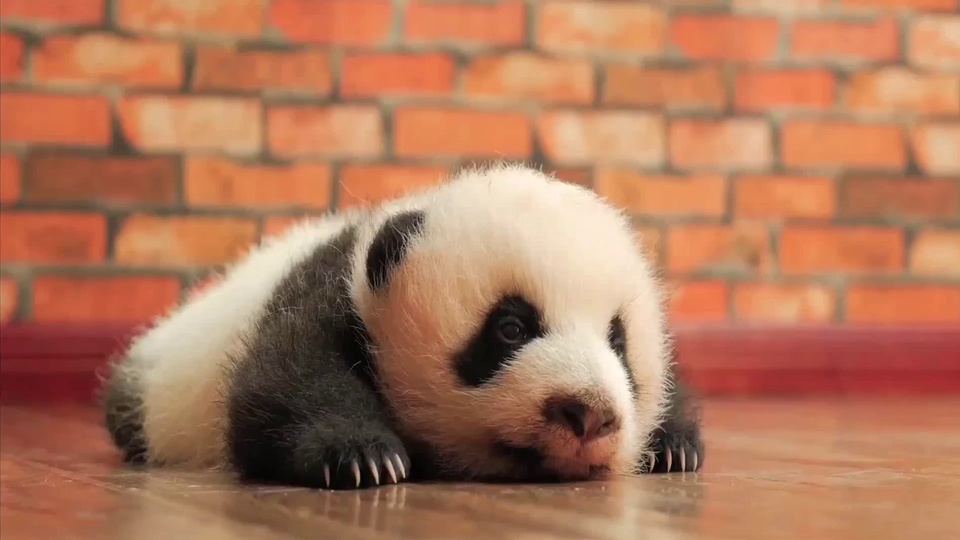 趴卧在木地板上的熊猫幼崽，身后是红砖墙