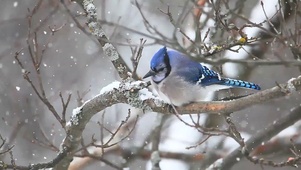 雪里的小蓝鸟