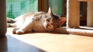 阳光午觉猫咪